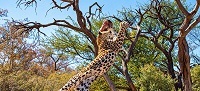 Leopard Hellboy