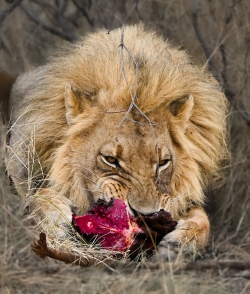 Lwenmahlzeit
