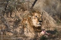 L�we Simba