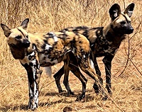 Wildhunde